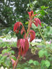 Mrs. Norman Watson rose photo
