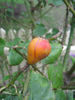 Mrs. Norman Watson rose photo