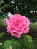 Mrs. Norman Watson rose photo