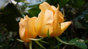 Amber Cloud ™ rose photo