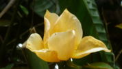 Amber Cloud ™ rose photo