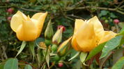Amber Cloud ™ rose photo