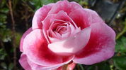 Priyatama rose photo