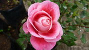 Priyatama rose photo