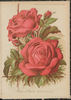 Duke of Teck rose photo