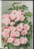 Frau Lina Strassheim rose photo