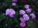 Monsieur de Morand rose photo