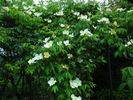 Montecito rose photo