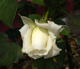 Unbridled rose photo