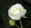 Unbridled rose photo
