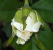 Unbridled rose photo