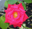 Power Point™ rose photo