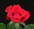 Power Point™ rose photo