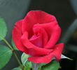 Power Point™ rose photo