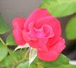 Power Point™ rose photo