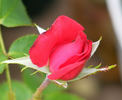 Power Point™ rose photo