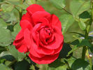 Legends™ rose photo
