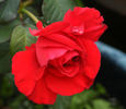 Legends™ rose photo