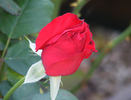 Legends™ rose photo