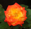 Autumn Splendor ™ rose photo