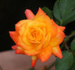 Autumn Splendor ™ rose photo