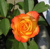 Autumn Splendor ™ rose photo