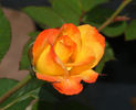 Autumn Splendor ™ rose photo