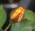 Autumn Splendor ™ rose photo