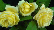 Alliance Franco-Russe rose photo