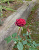 Scarlet Mercedes Kordana rose photo