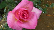 Maria Cecilia Freeman ™ rose photo