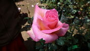 Maria Cecilia Freeman ™ rose photo