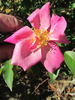 2BY2XVIB rose photo