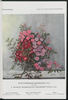 Perle vom Wienerwald rose photo