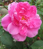 Bohemian Rhapsody rose photo