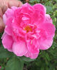 Bohemian Rhapsody rose photo