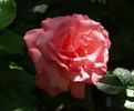 Brinessa rose photo