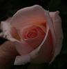 Just Peachy rose photo