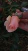 Just Peachy rose photo