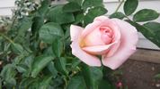 Just Peachy rose photo
