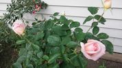 Just Peachy rose photo