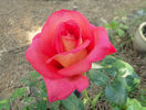 Bolivar ™ rose photo