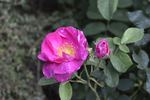 Helga Brauer rose photo