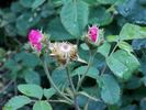 Helga Brauer rose photo