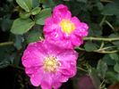 Helga Brauer rose photo