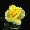 Lanvin rose photo