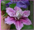 Piilu clematis photo
