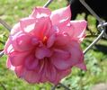 Orchid Masterpiece, Cl. rose photo