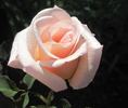 Ophelia, Cl. rose photo