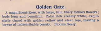 Golden Gate (tea, Jones/Dingee rose photo